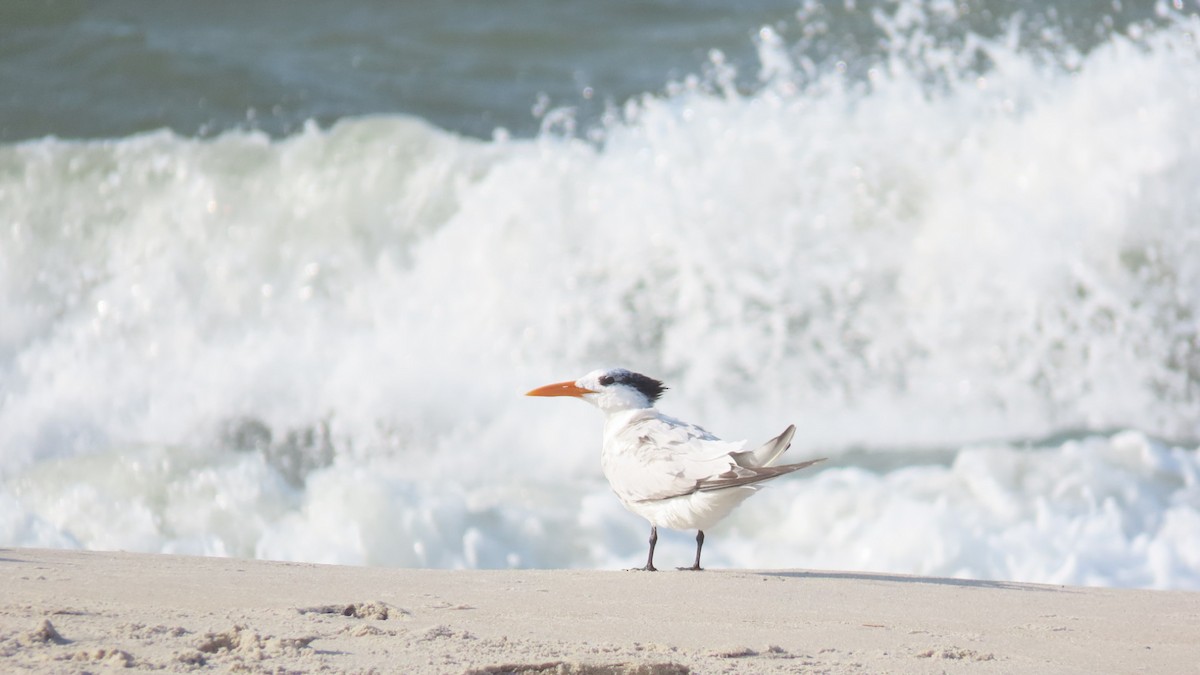 Royal Tern - ML643913507