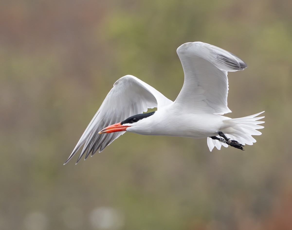 Caspian Tern - ML643913509