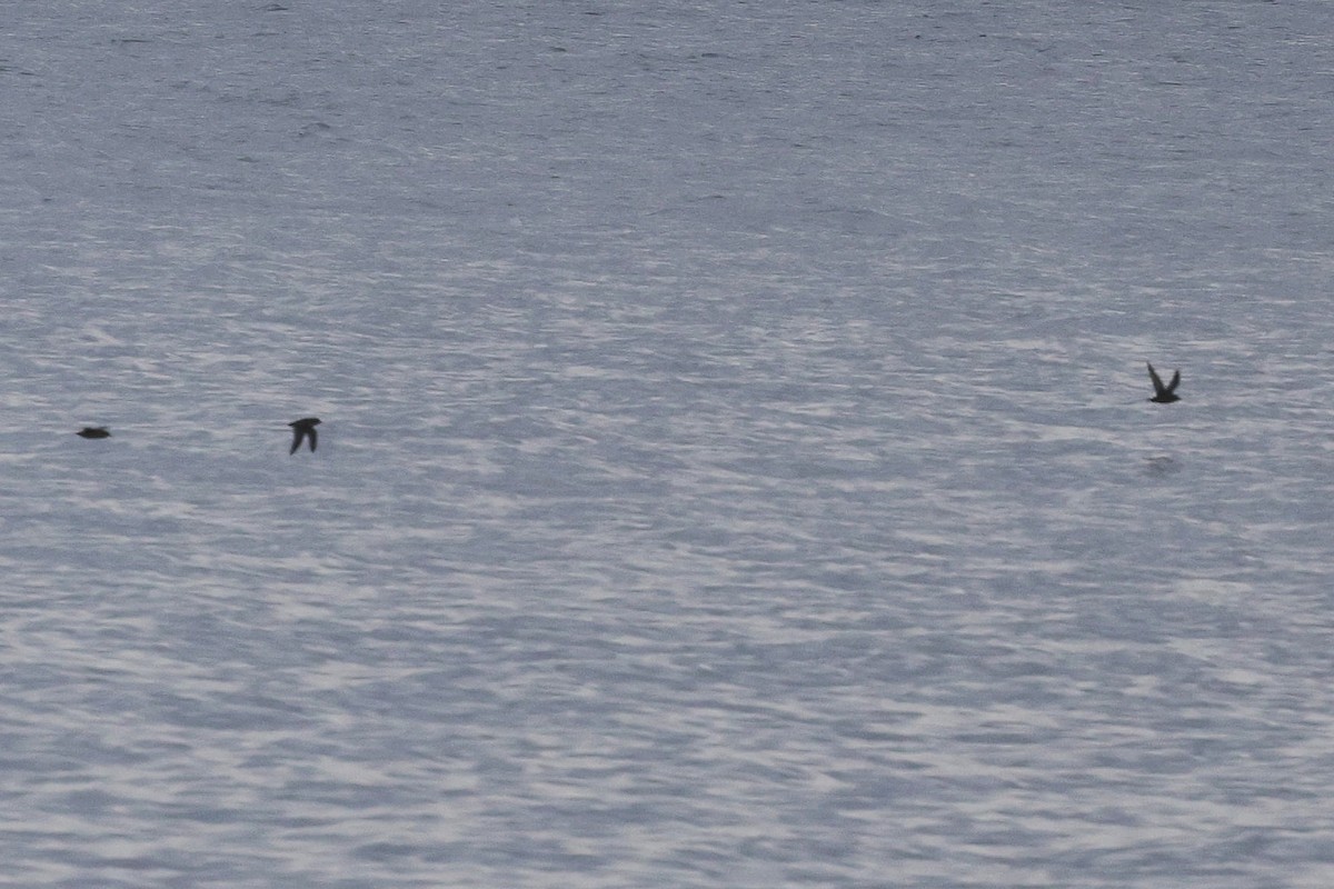 Short-tailed Shearwater - ML643913513