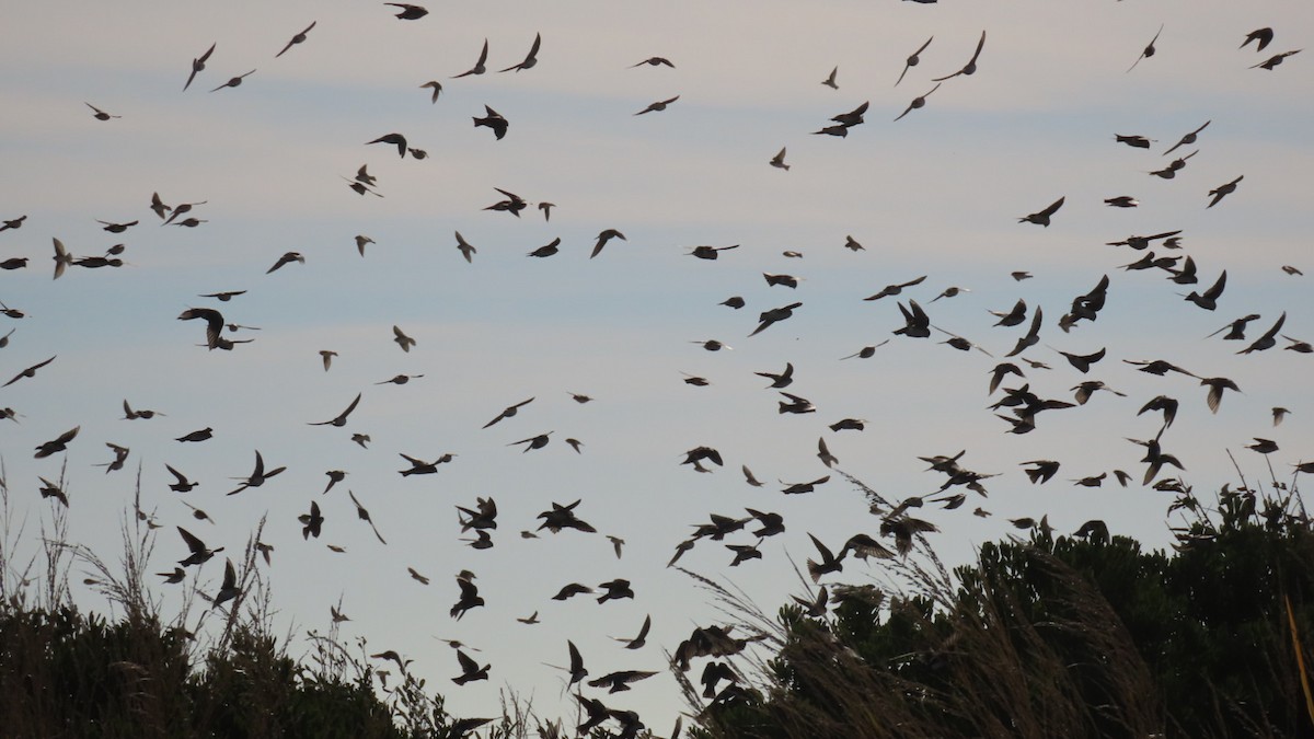 Tree Swallow - ML643913516