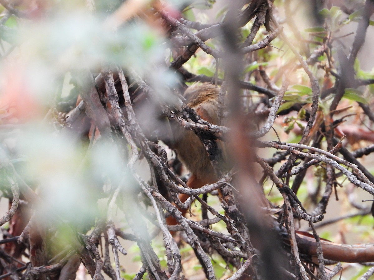 Rusty-fronted Canastero - ML643913517