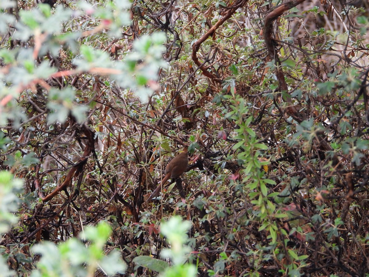 Rusty-fronted Canastero - ML643913518