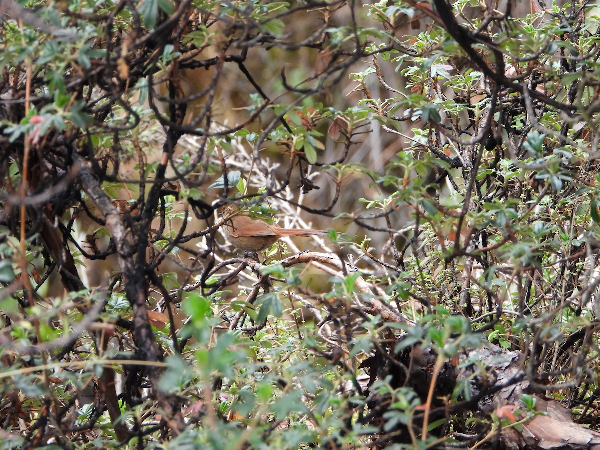 Rusty-fronted Canastero - ML643913519
