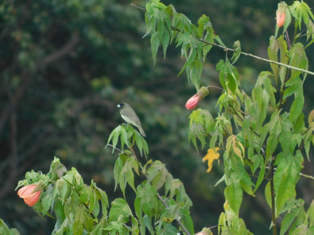Yellow-bellied Seedeater - ML643913534