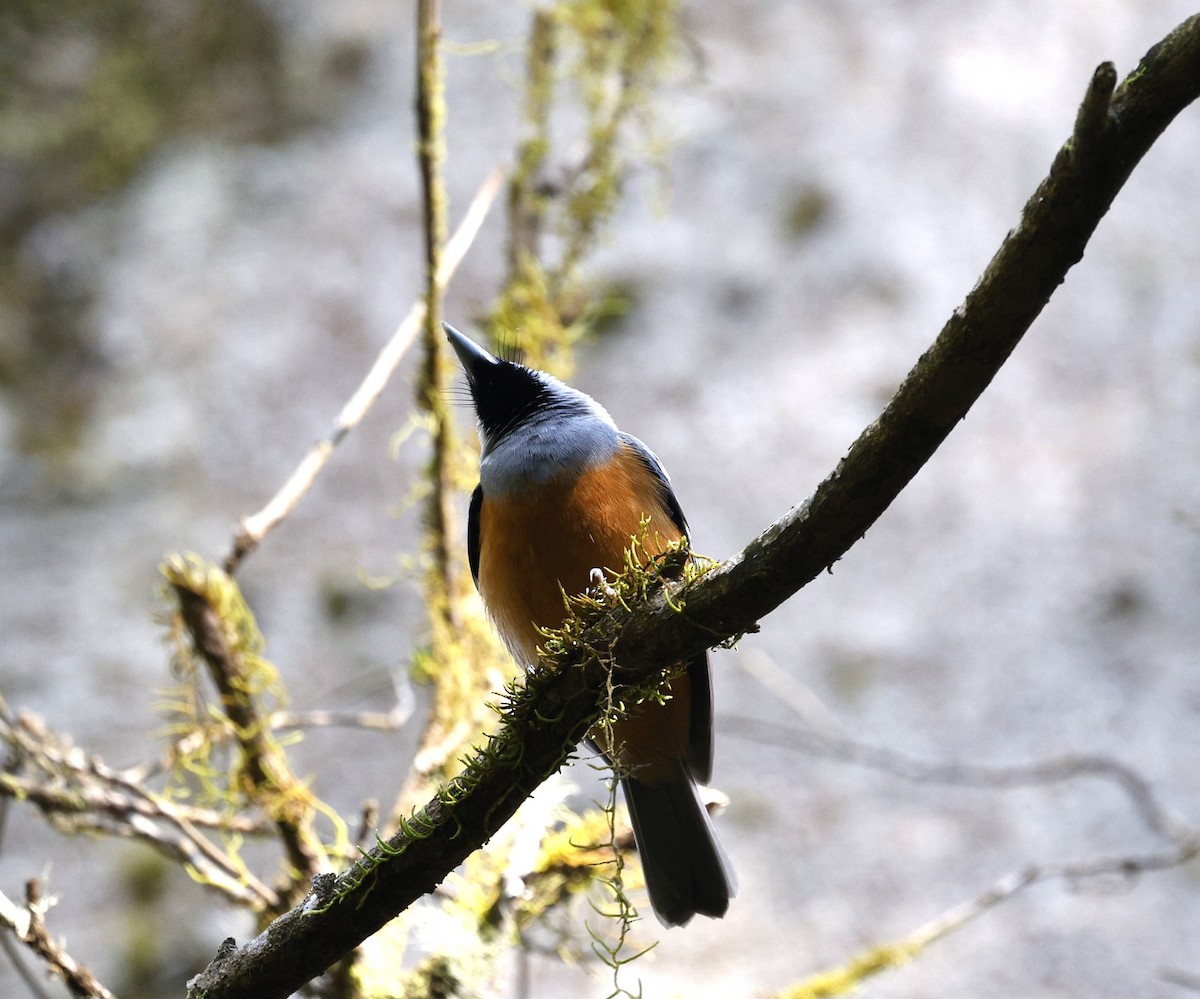 Black-faced Monarch - ML643913542