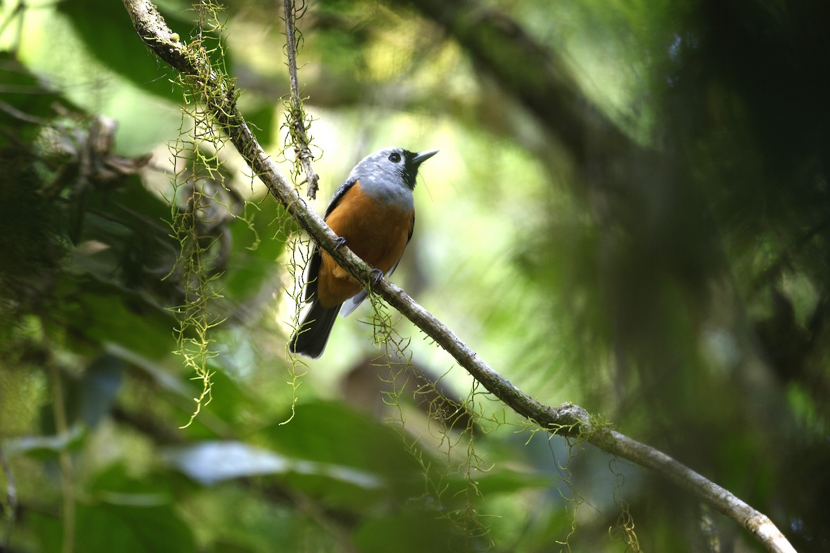 Black-faced Monarch - ML643913543