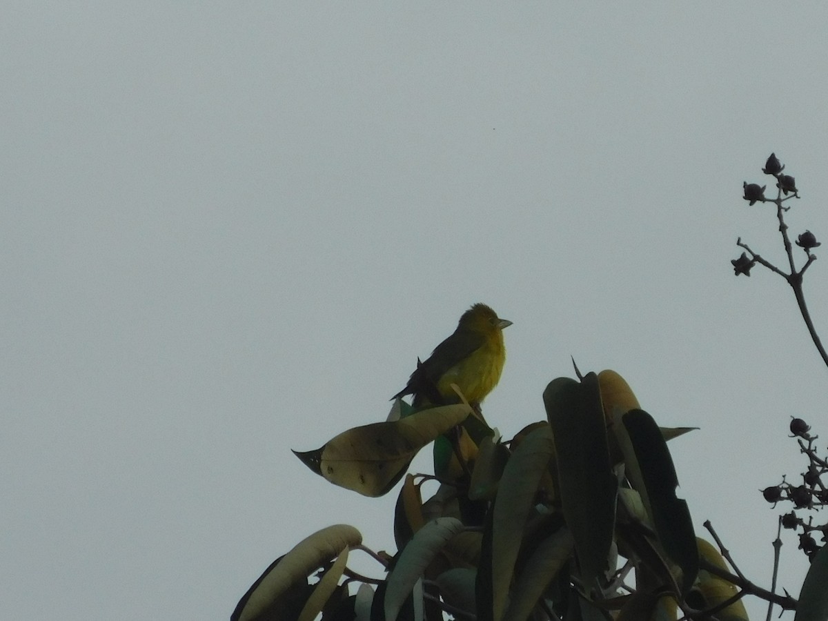 Summer Tanager - ML643913558