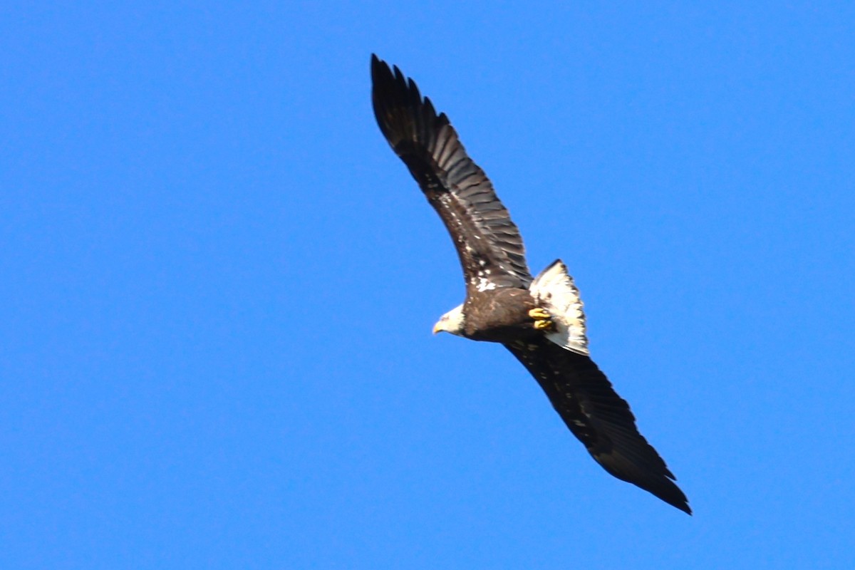 Bald Eagle - ML643913582
