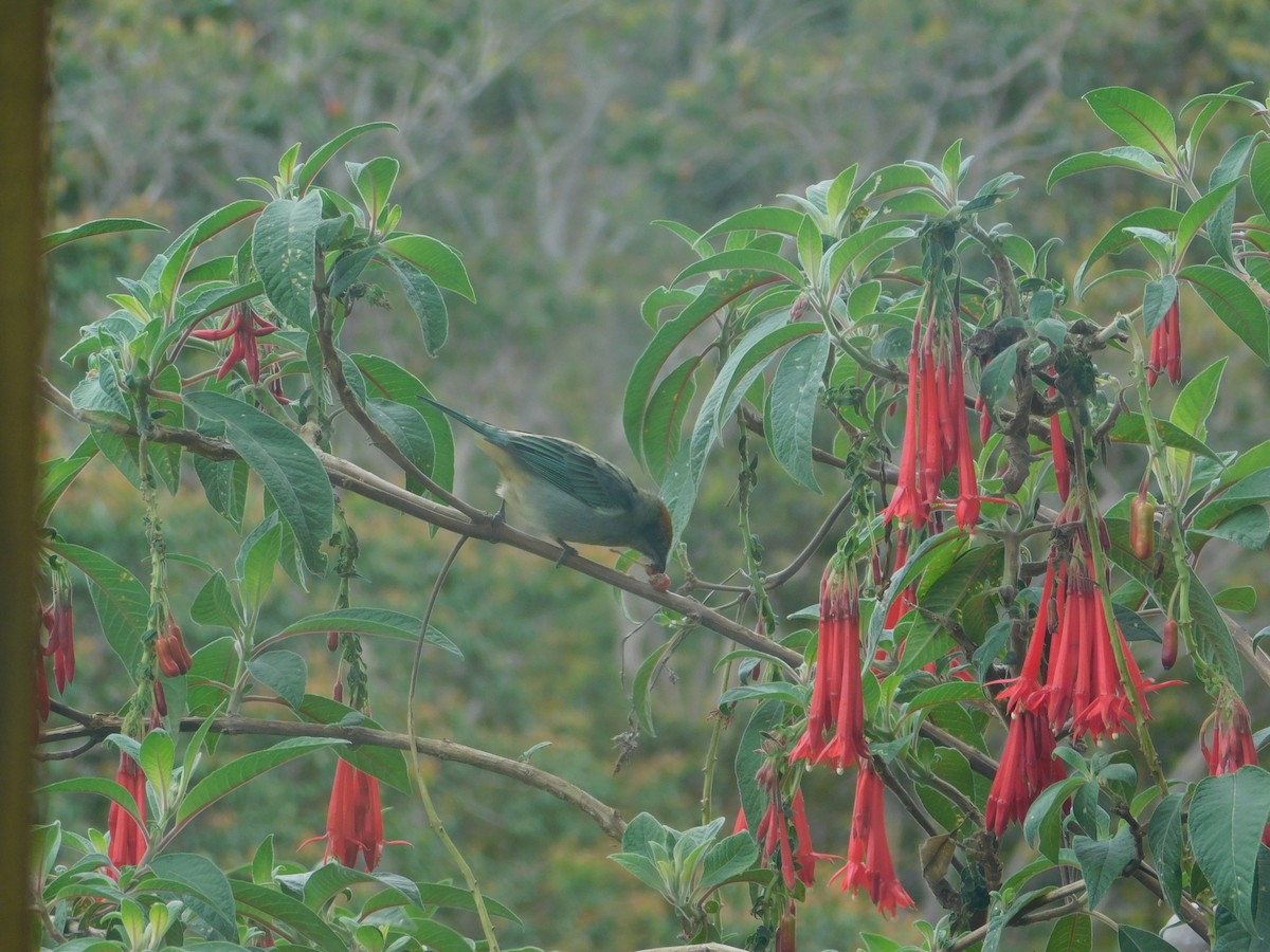 Scrub Tanager - ML643913584