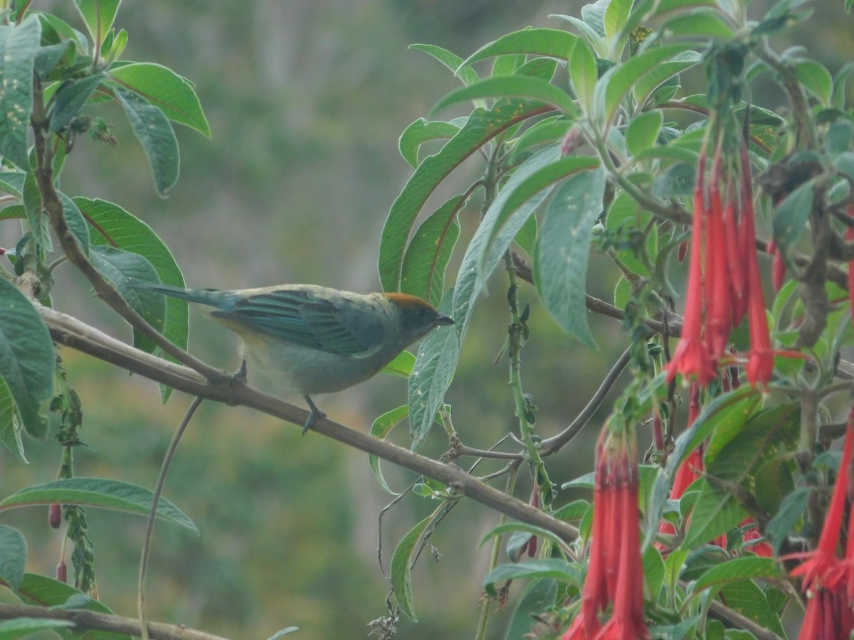 Scrub Tanager - ML643913590