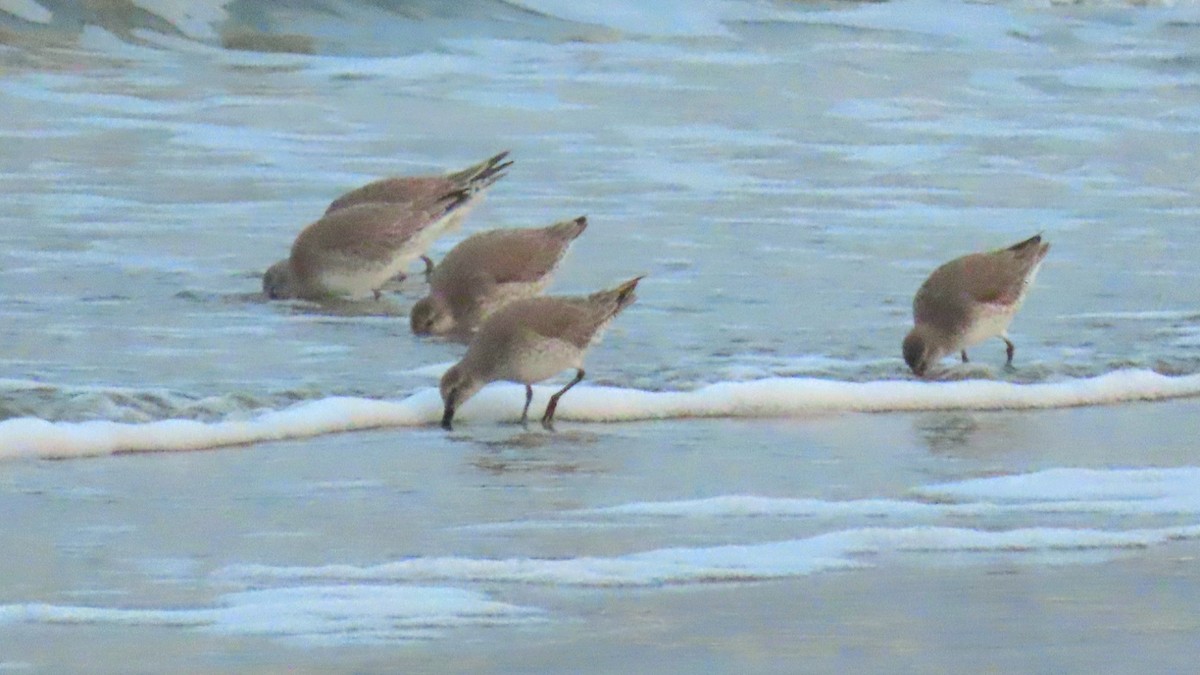 Red Knot - ML643913594