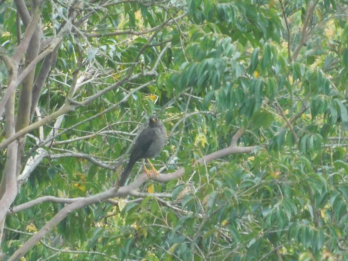 Great Thrush - ML643913596