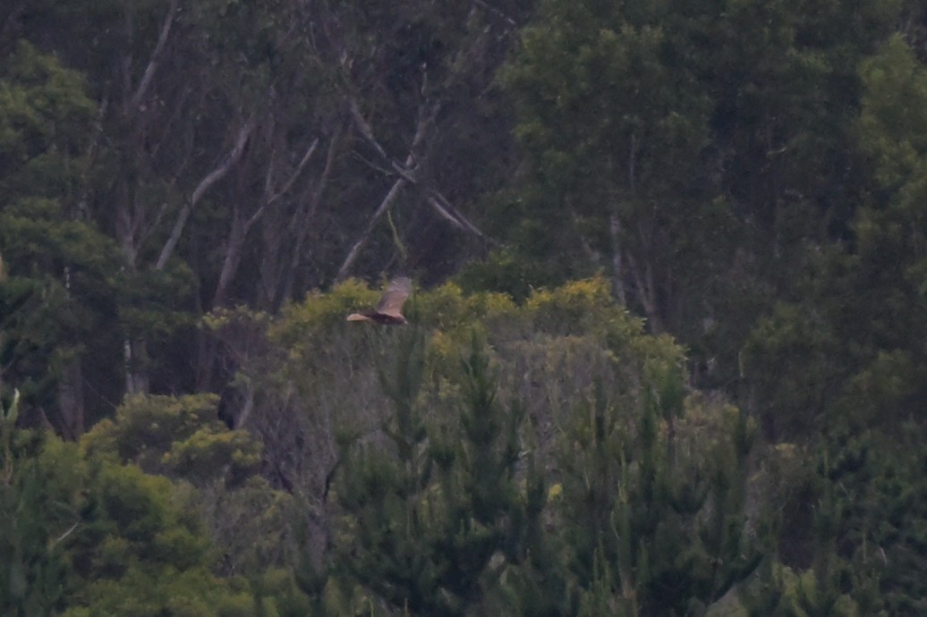 Swamp Harrier - ML643913611