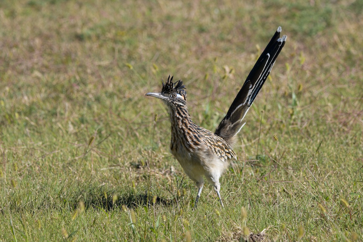 Greater Roadrunner - ML643913624