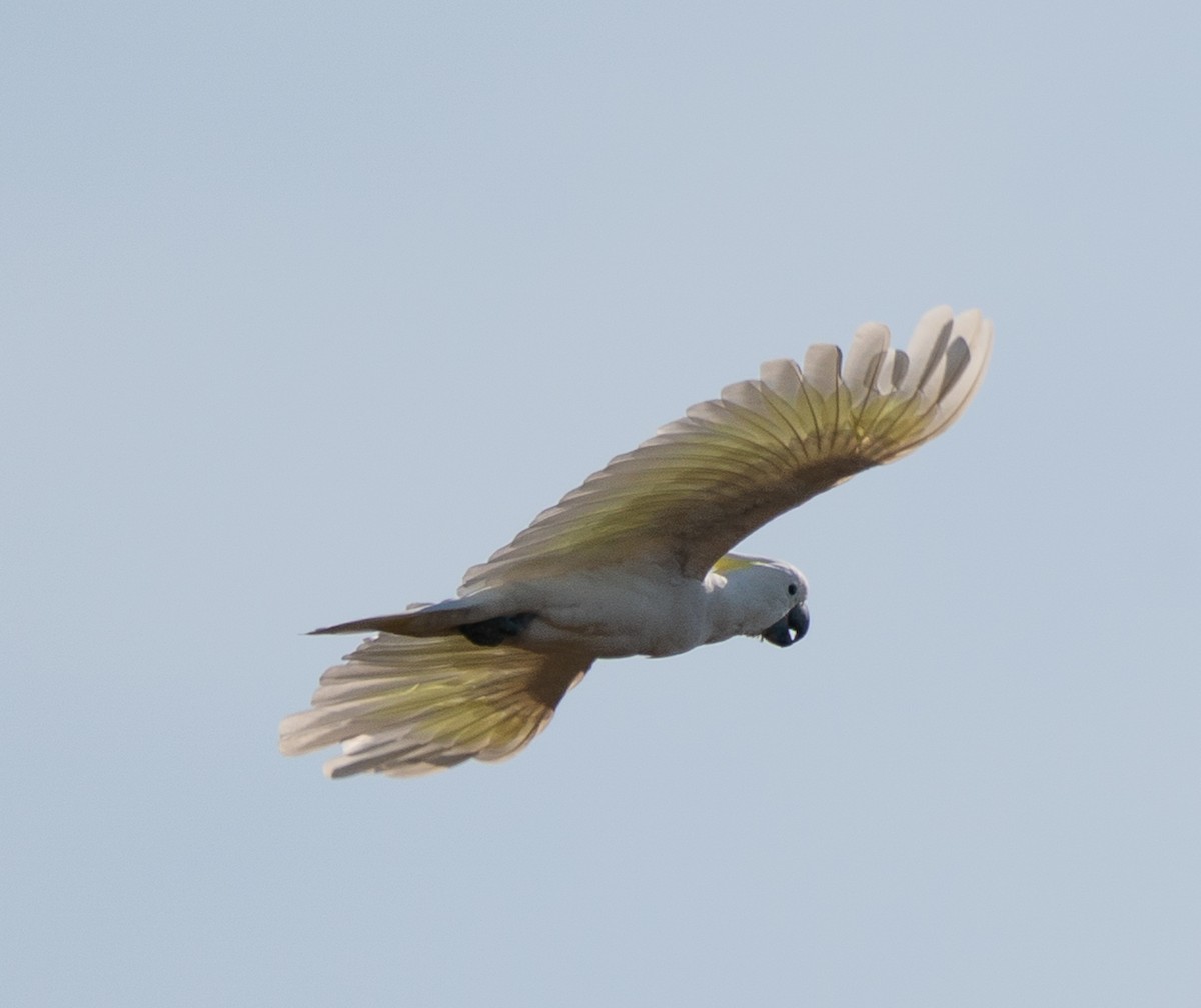 Gelbhaubenkakadu - ML643913628