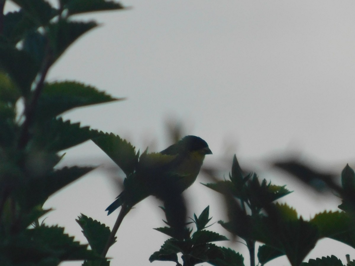 Lesser Goldfinch - ML643913644