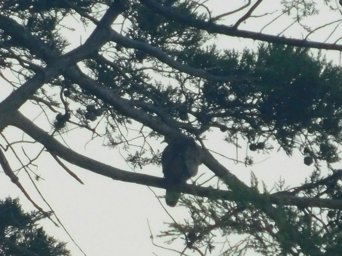 Eared Dove - ML643913654