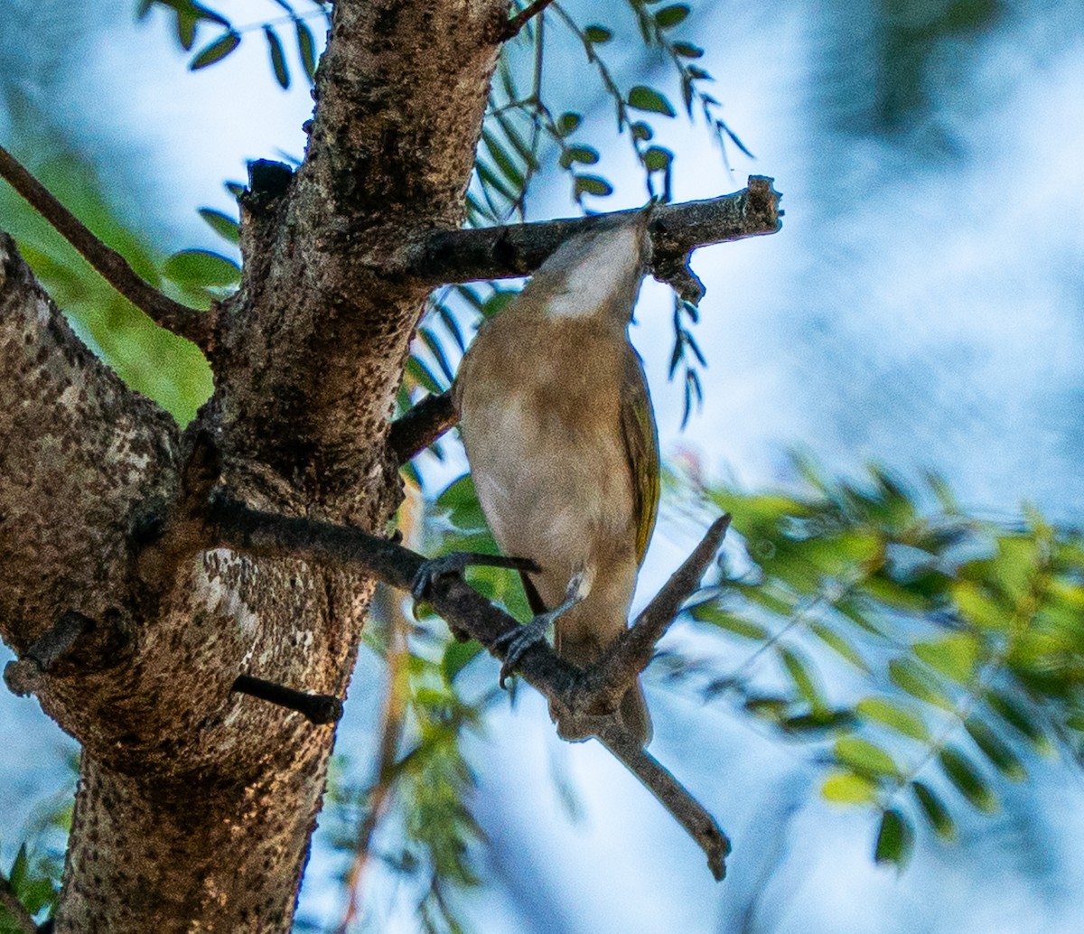 Rufous-banded Honeyeater - ML643913655