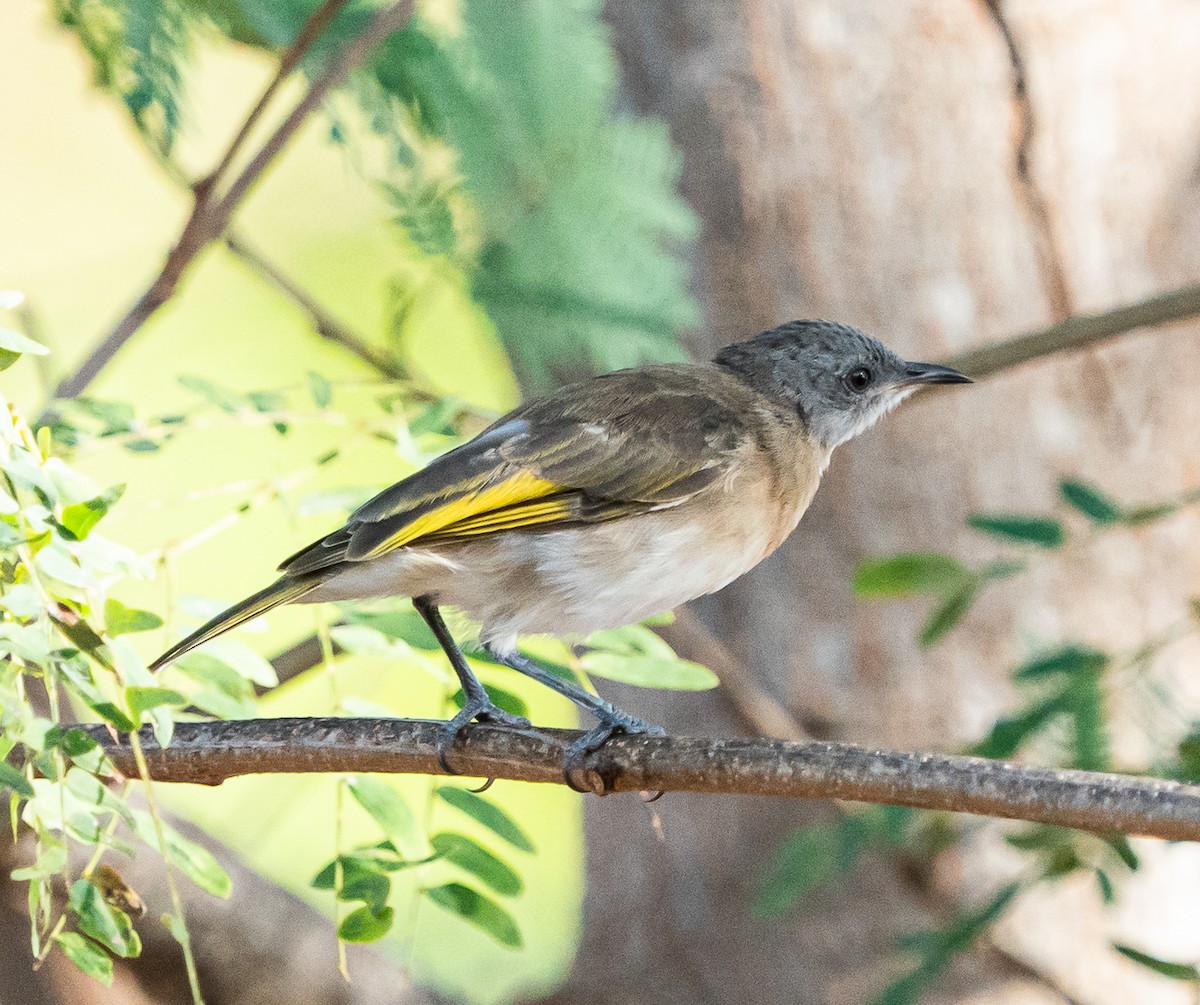 Rufous-banded Honeyeater - ML643913656