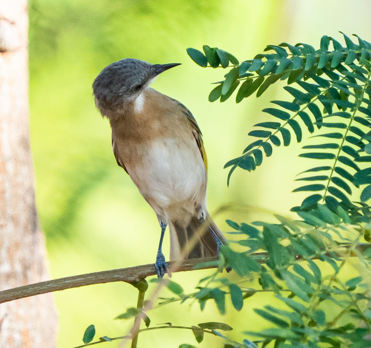 Rufous-banded Honeyeater - ML643913657