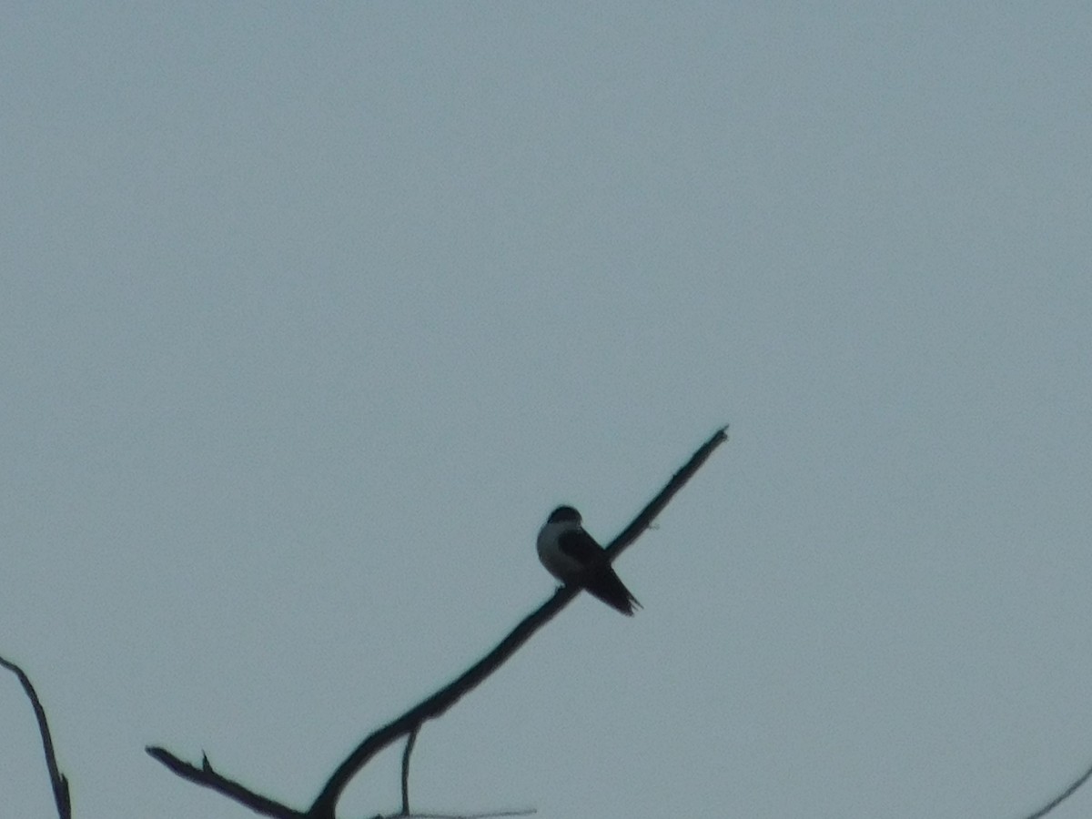 Blue-and-white Swallow - ML643913668