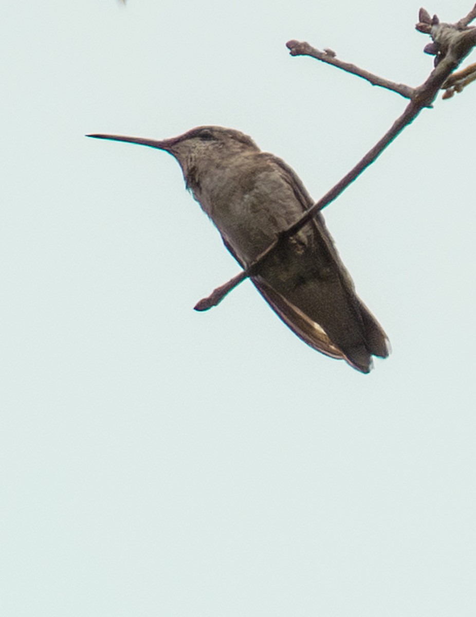 Colibri à gorge rubis - ML643913669