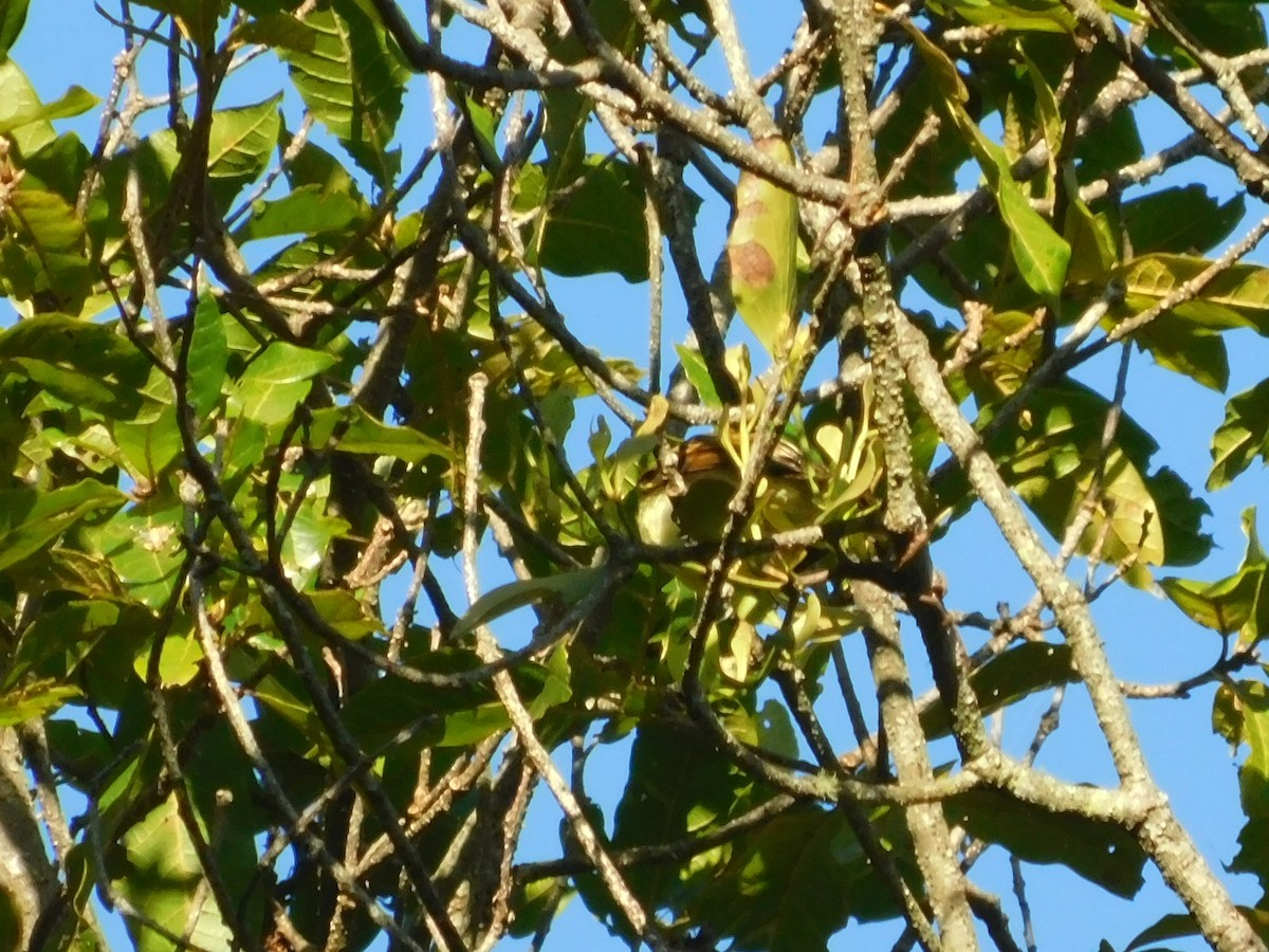 Golden-bellied Flycatcher - ML643913675