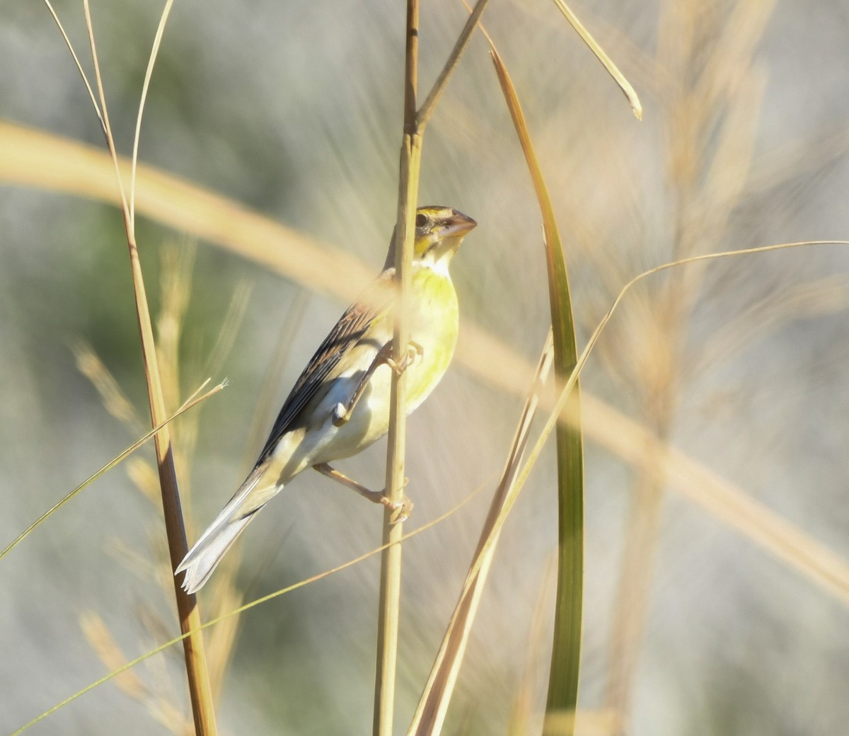 Лускун - ML643913687