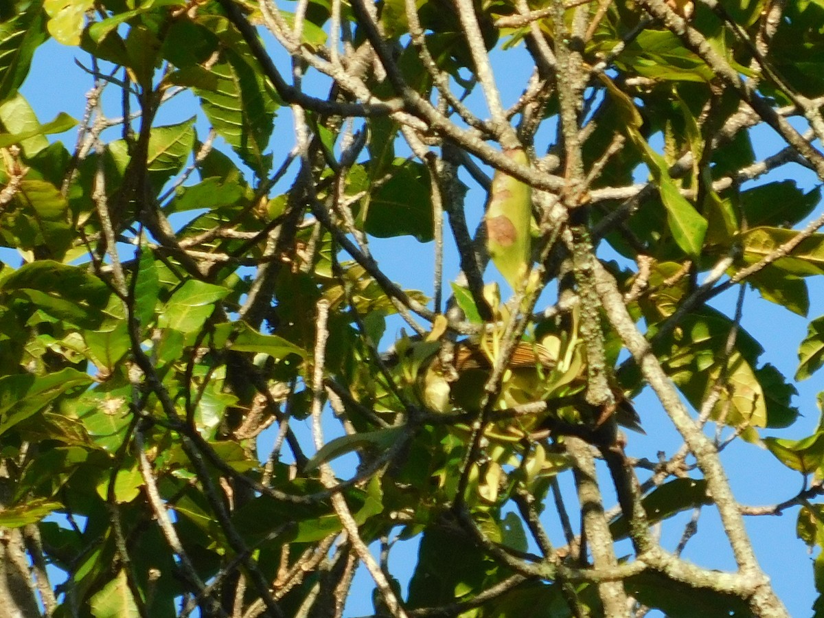 Golden-bellied Flycatcher - ML643913689