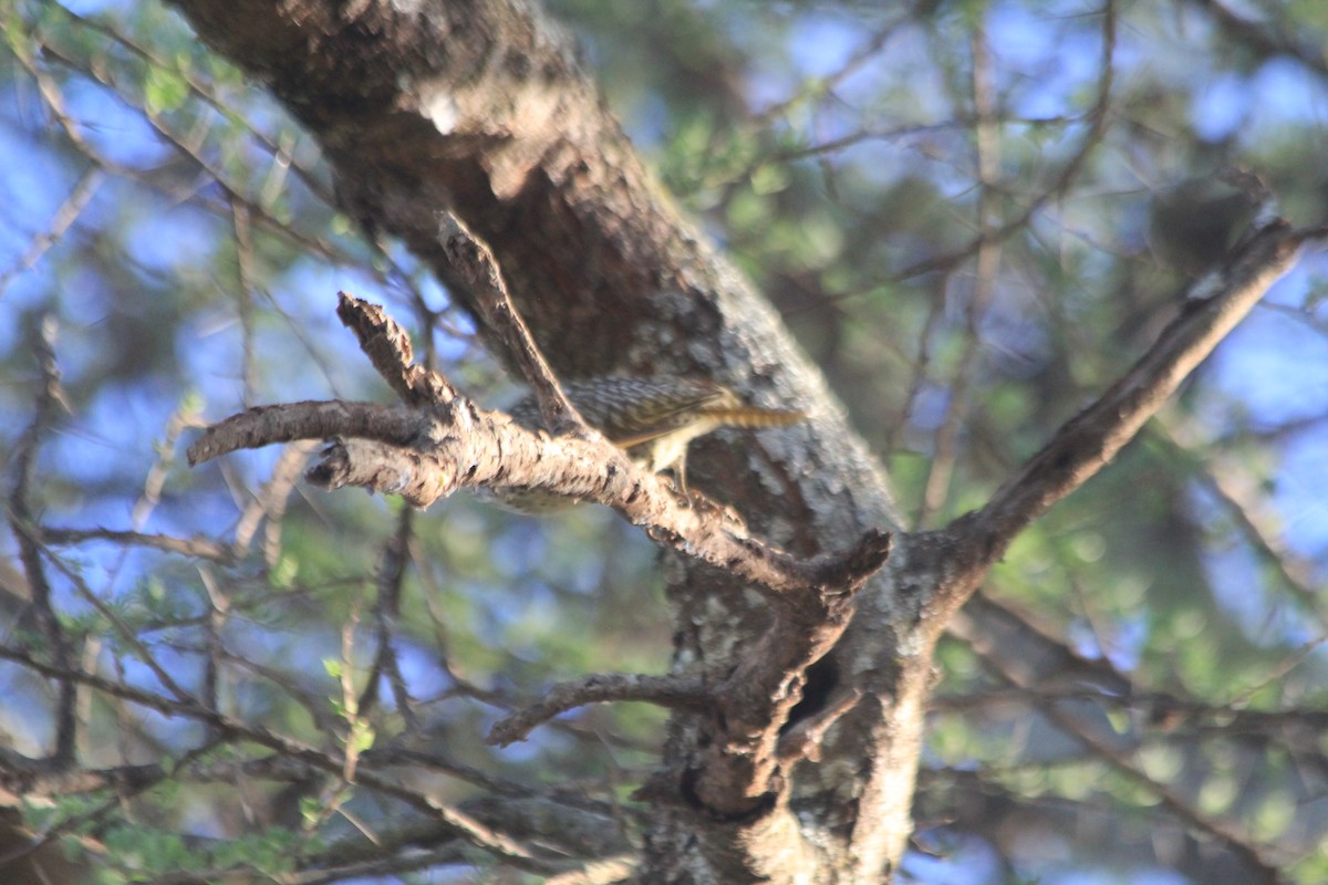 Nubian Woodpecker - ML643913690