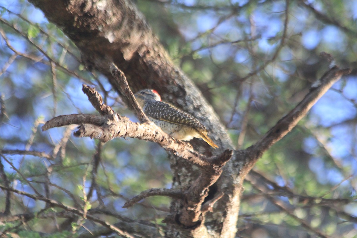 Nubian Woodpecker - ML643913691