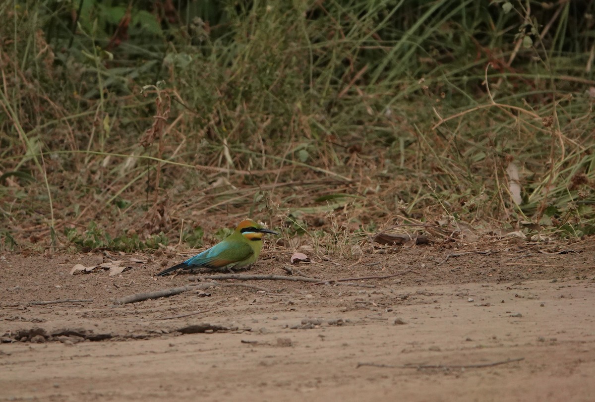 Rainbow Bee-eater - ML643913706
