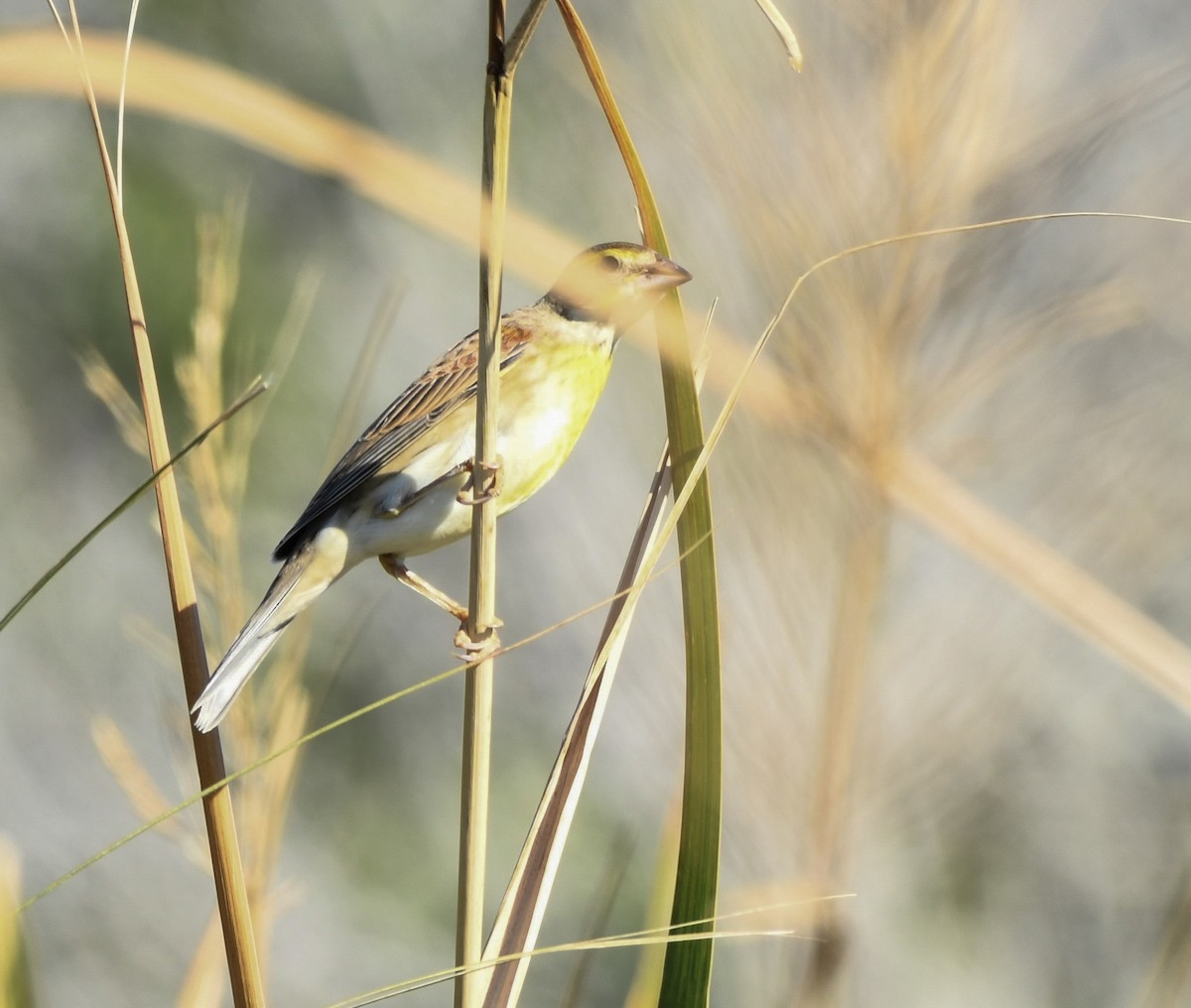 Лускун - ML643913708