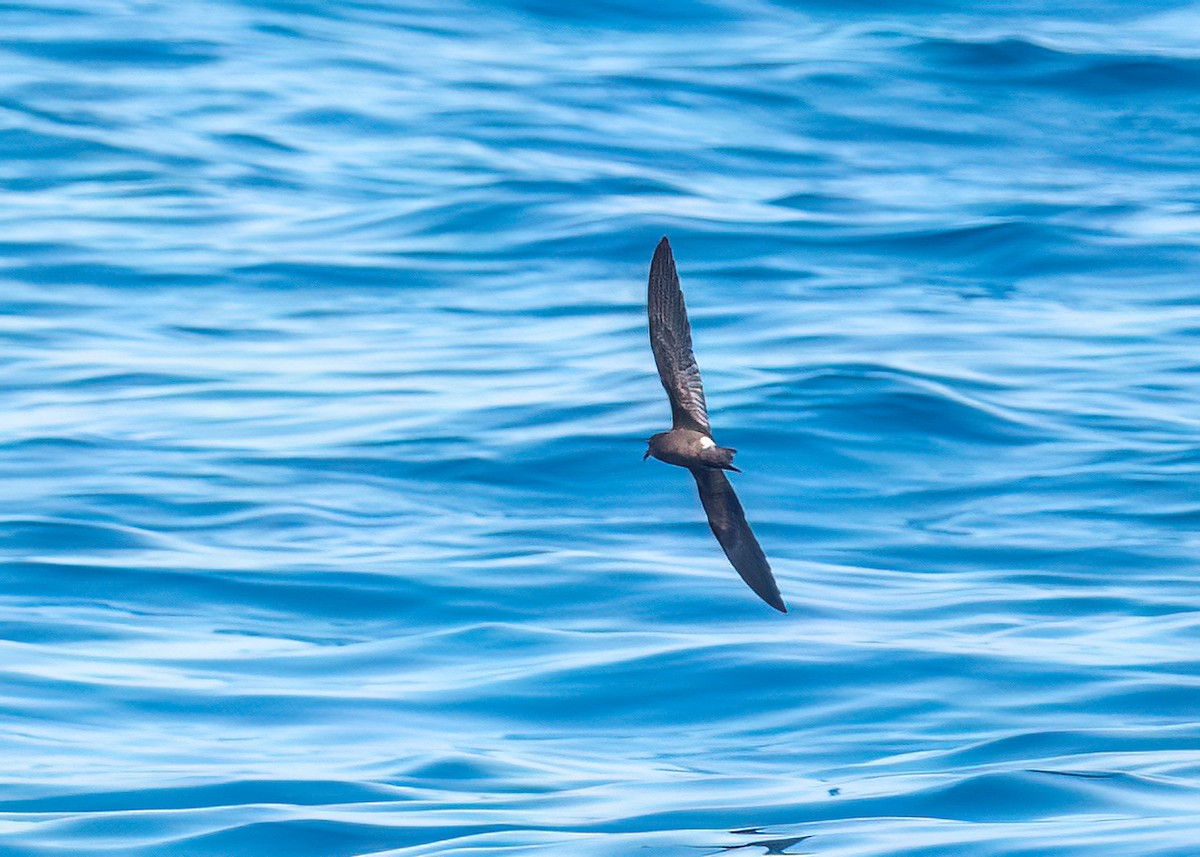 Townsend's Storm-Petrel - ML643913710