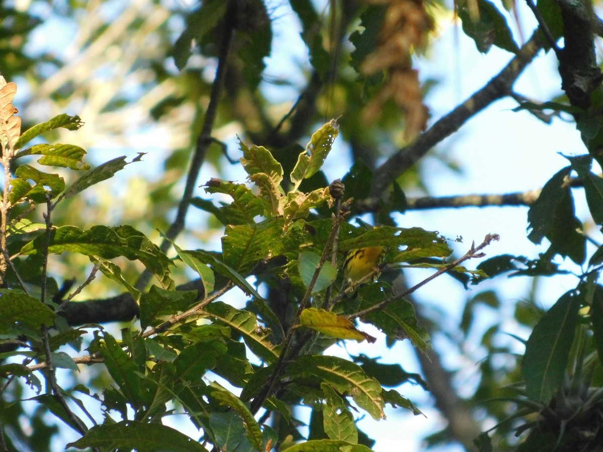 Blackburnian Warbler - ML643913714