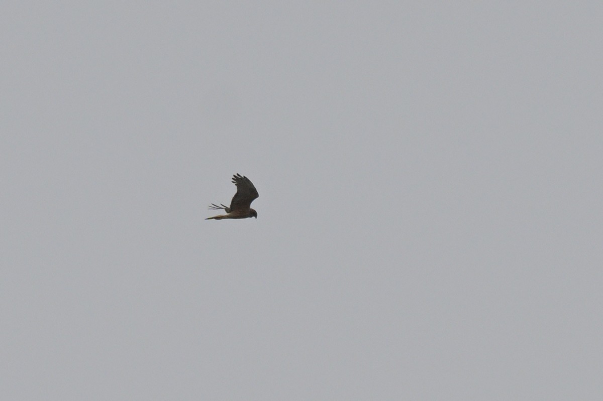 Swamp Harrier - ML643913725