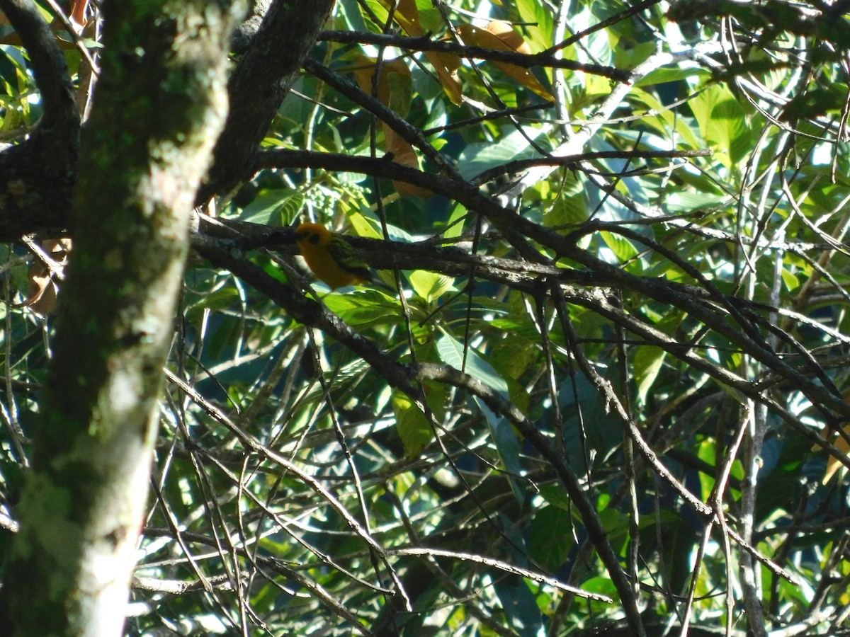 Golden Tanager - ML643913726