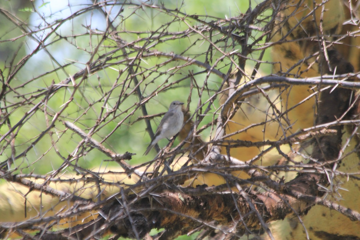 Spotted Flycatcher - ML643913731