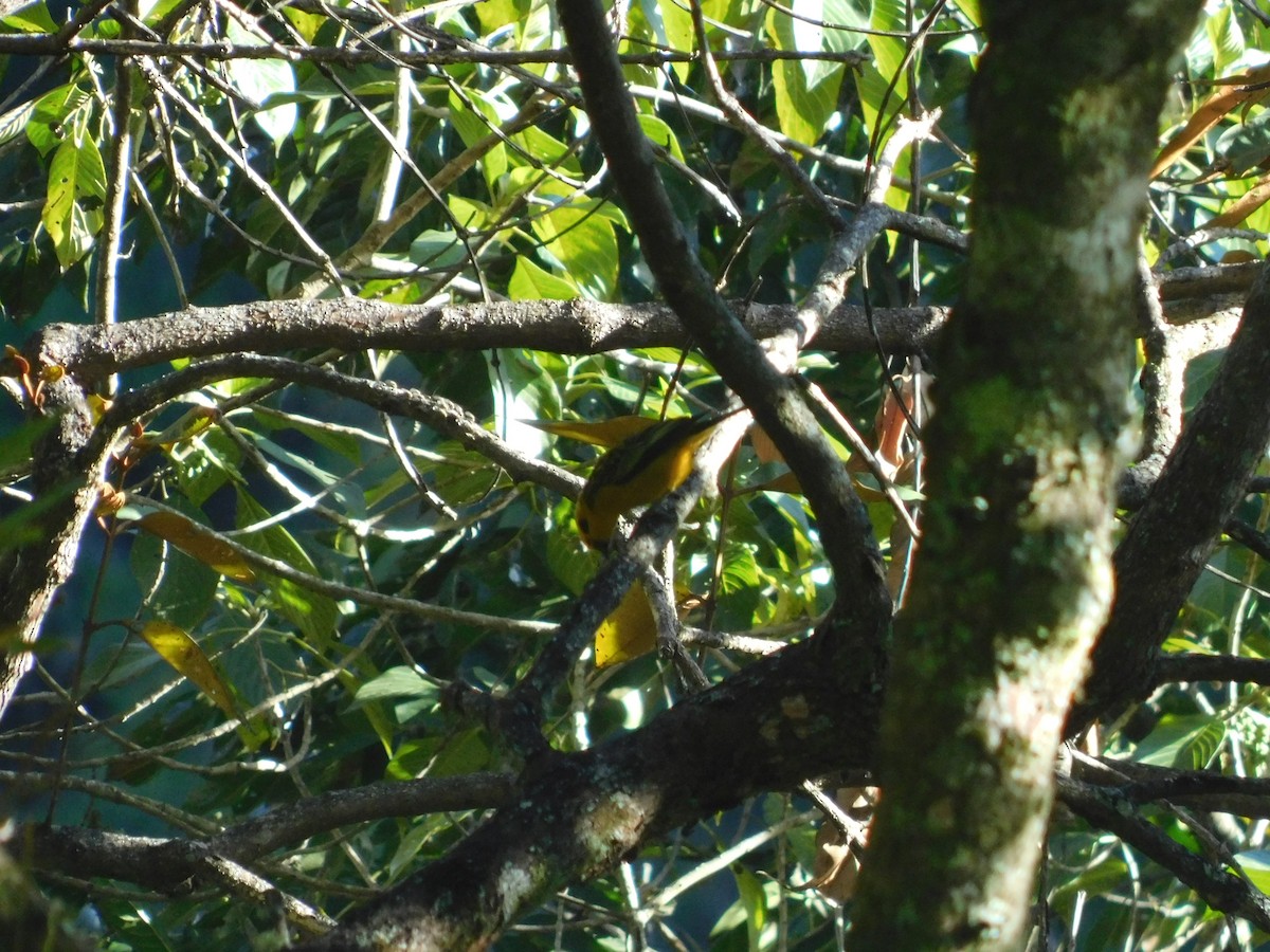 Golden Tanager - ML643913733