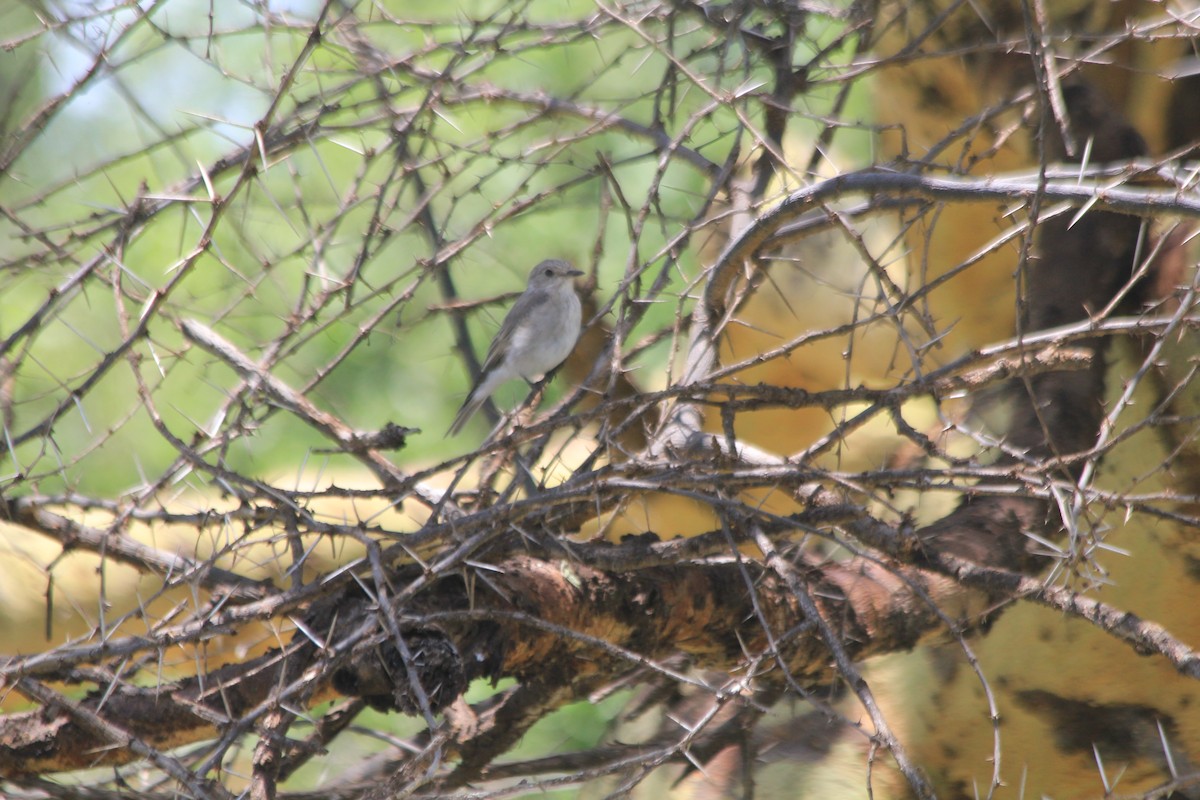 Spotted Flycatcher - ML643913738
