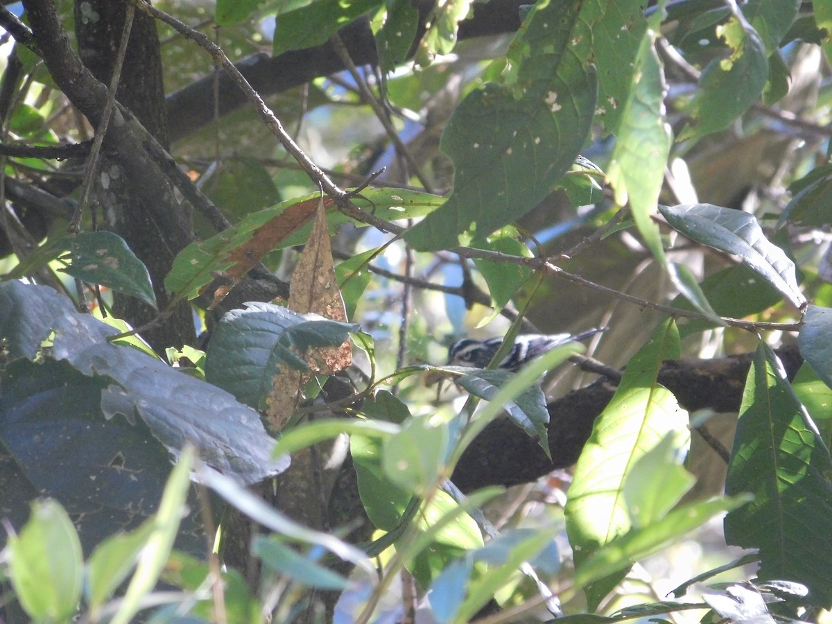 Black-and-white Warbler - ML643913760
