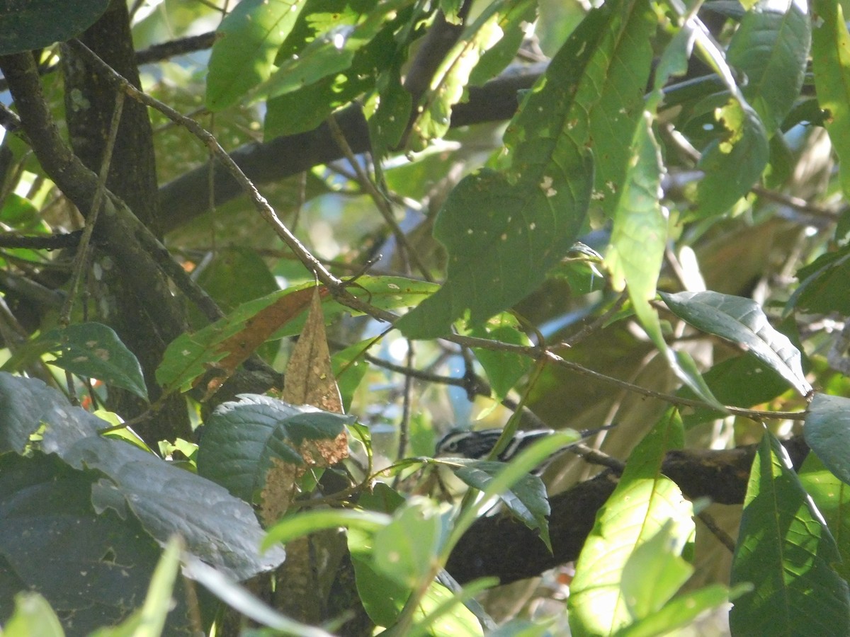 Black-and-white Warbler - ML643913763