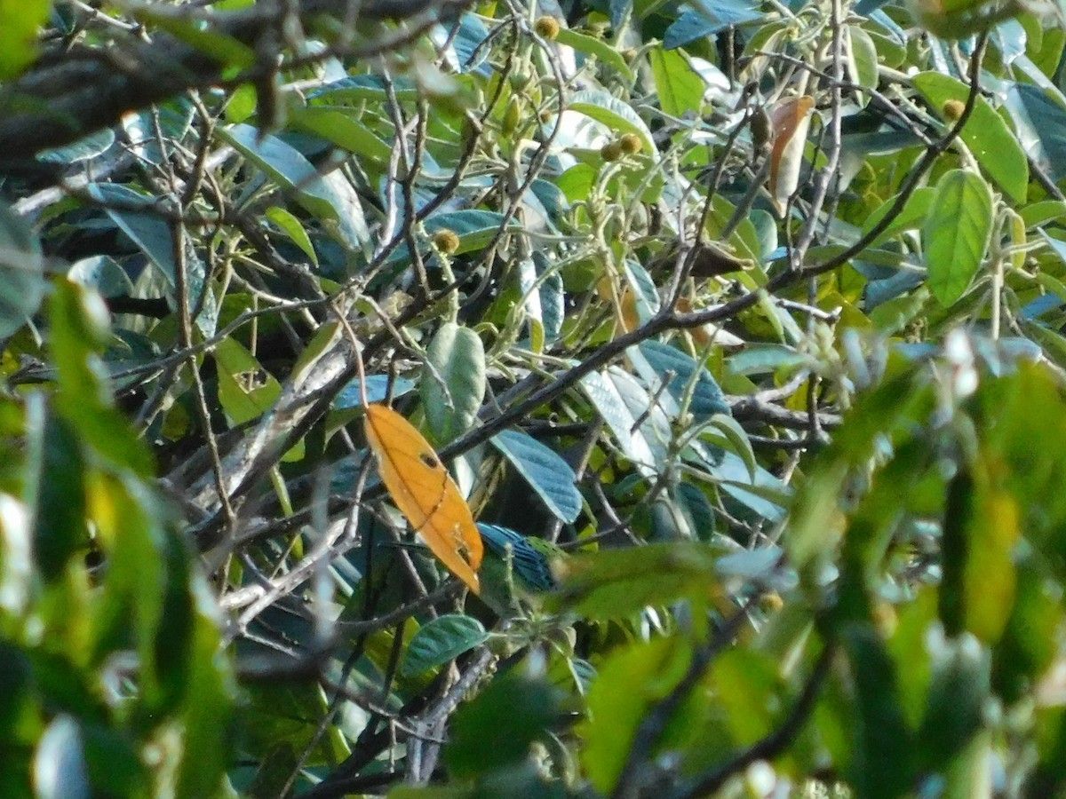 Speckled Tanager - ML643913772