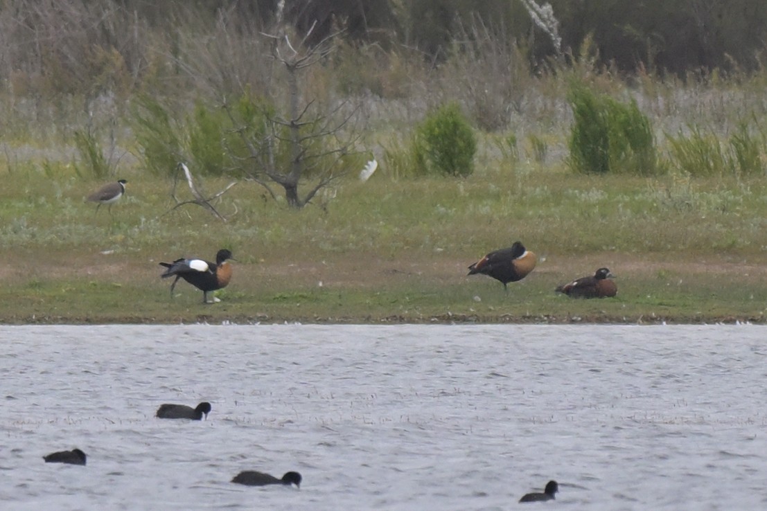 Australian Shelduck - ML643913775
