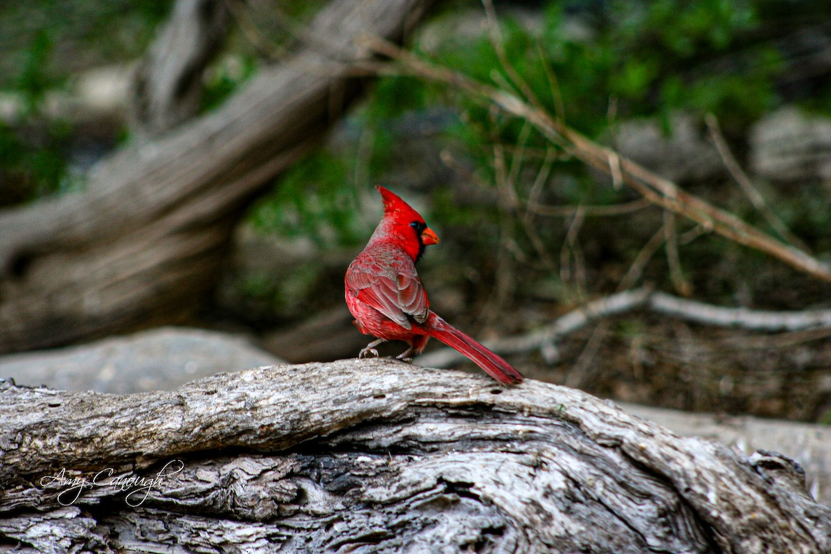 Northern Cardinal - ML643913783