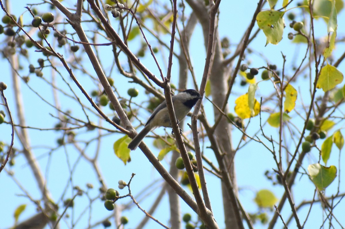 Carolina Chickadee - ML643913784