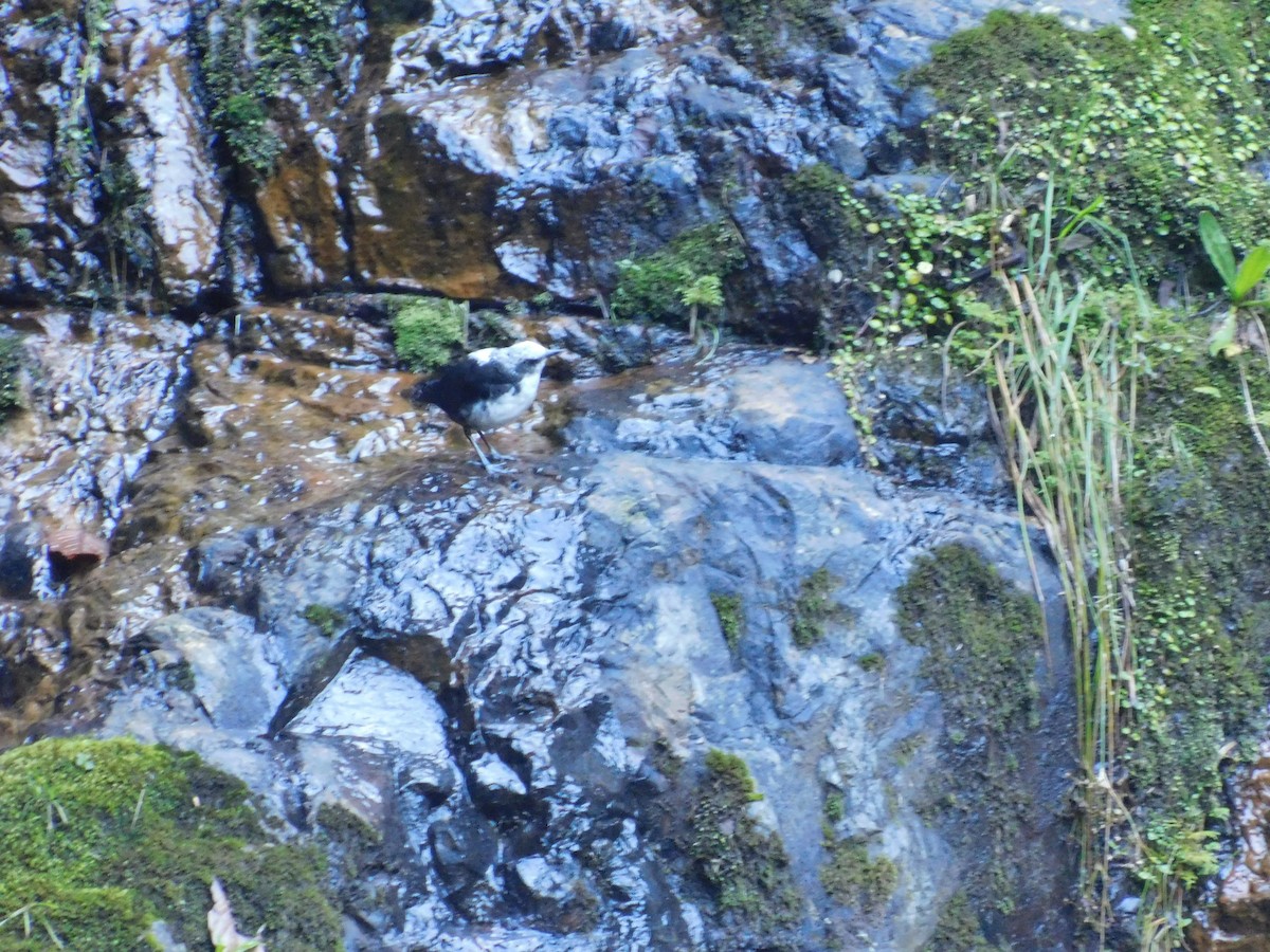 White-capped Dipper - ML643913788