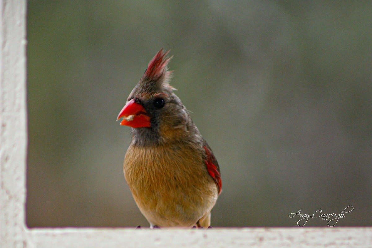 Northern Cardinal - ML643913795