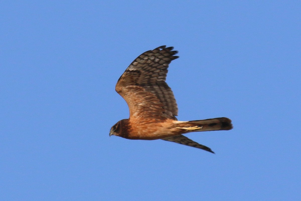 Northern Harrier - ML643913844