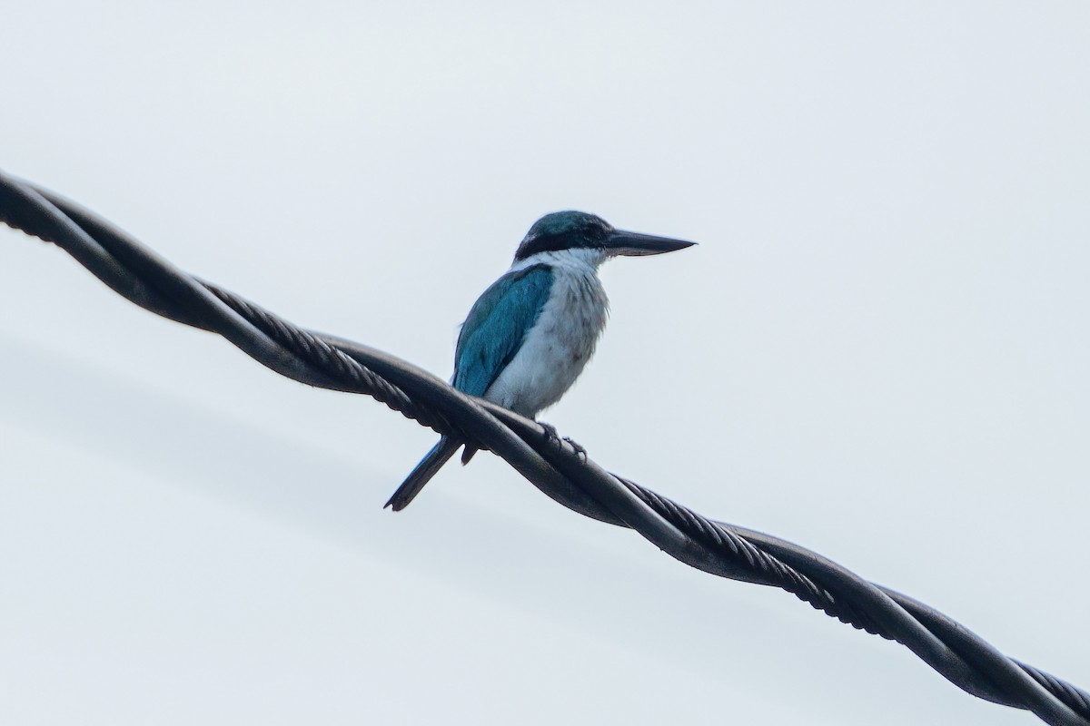 Collared Kingfisher - ML643913855
